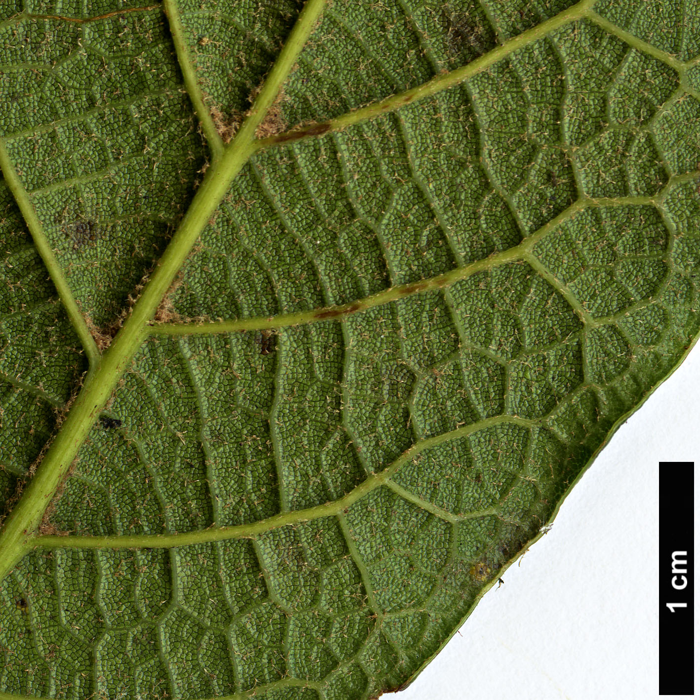 High resolution image: Family: Fagaceae - Genus: Quercus - Taxon: costaricensis High resolution image: Family: Fagaceae - Genus: Quercus - Taxon: costaricensis